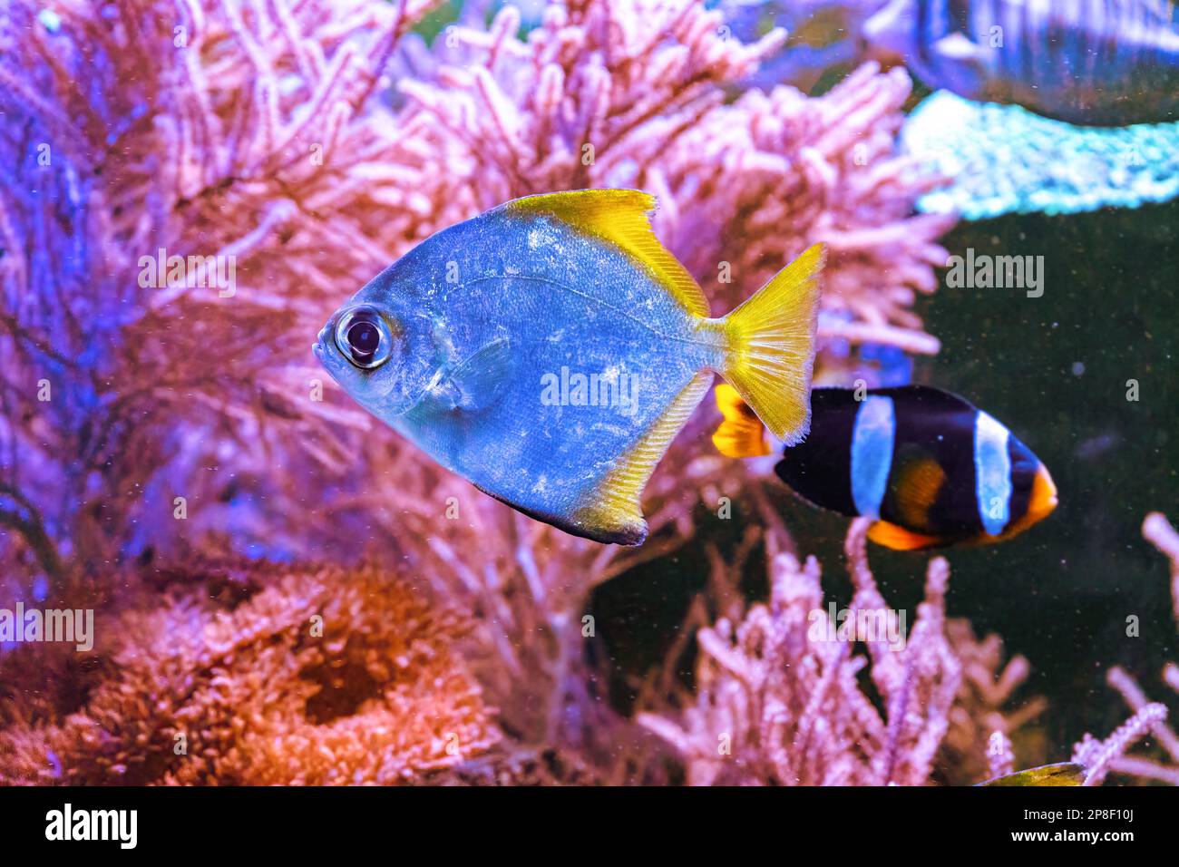Monodactylus argenteus, silver moonyfish, silver moony, butter bream, diamondfish in marine aquarium. Tropical fish in oceanarium pool with coral reef Stock Photo