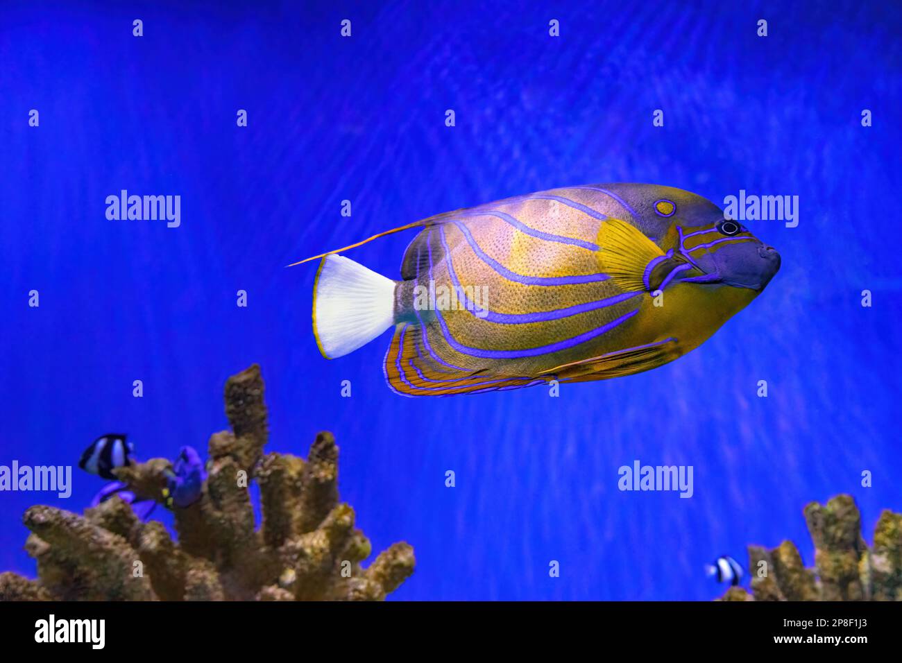 Beautiful fish Bluering angelfish, Pomacanthus Annularis in blue aquarium water. Tropical fish on the background of aquatic coral reef in oceanarium p Stock Photo