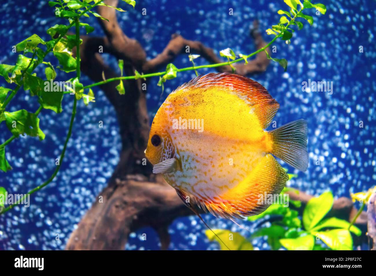 Beautiful bright yellow fish in the aquarium, Symphysodon discus. Tropical fish on the background of aquatic plants in oceanarium pool Stock Photo