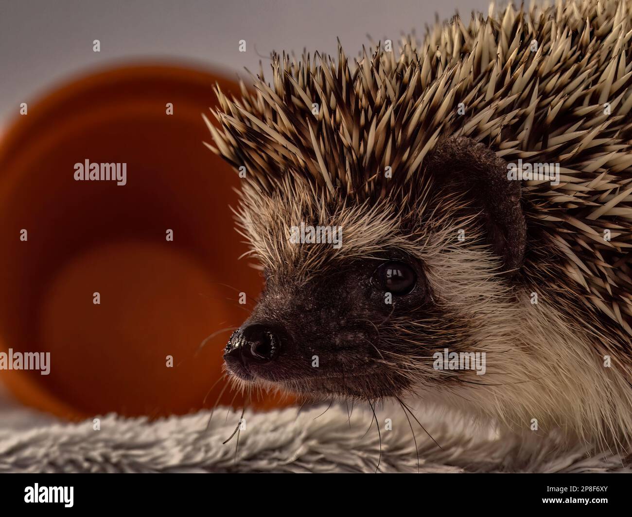 African pygmy hedgehog hires stock photography and images Alamy
