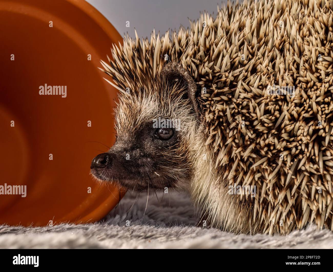 African Pygmy Hedgehog close up portrait Stock Photo Alamy