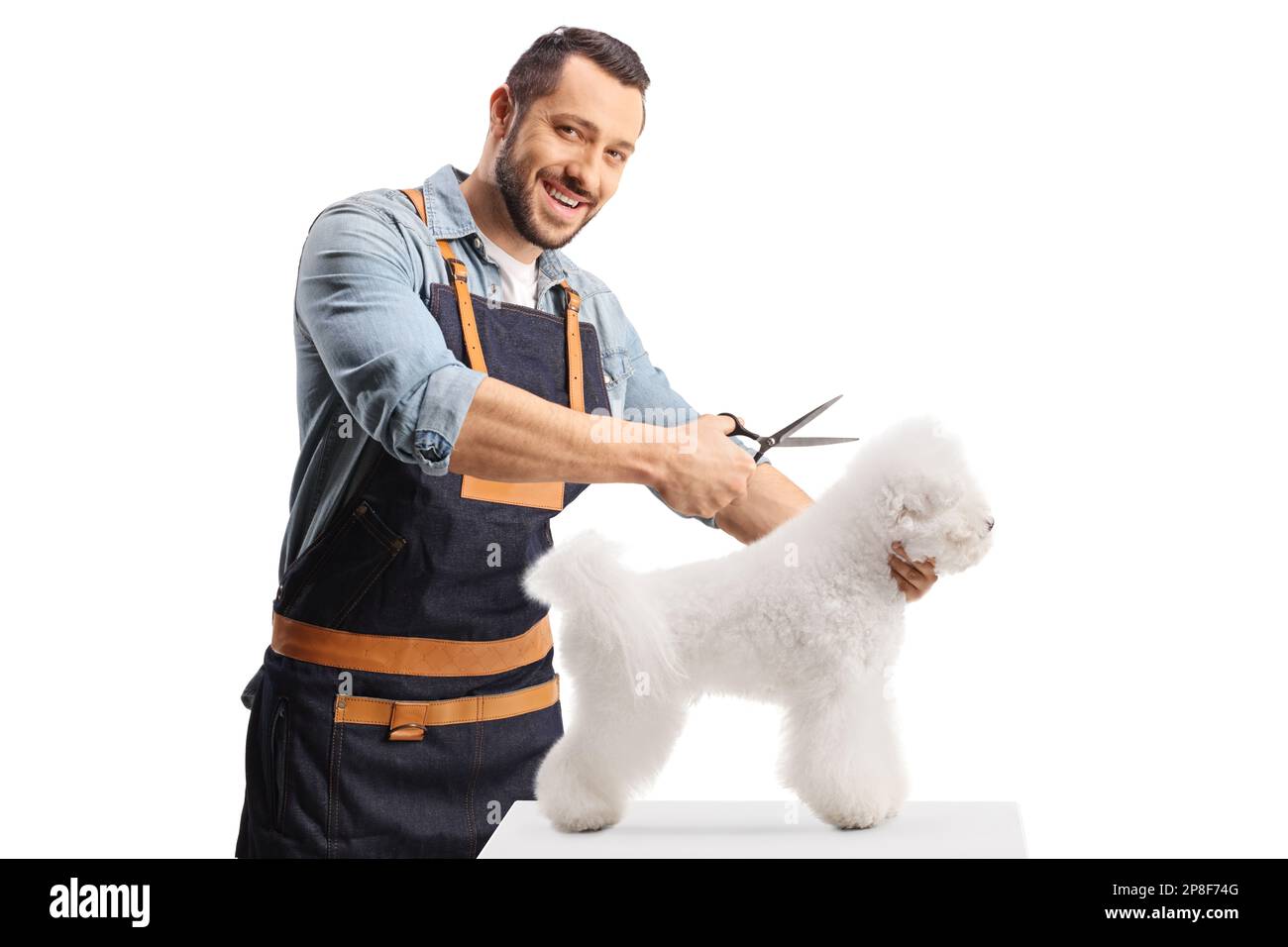 Professional pet groomer holding scissors and grooming a bichon frise