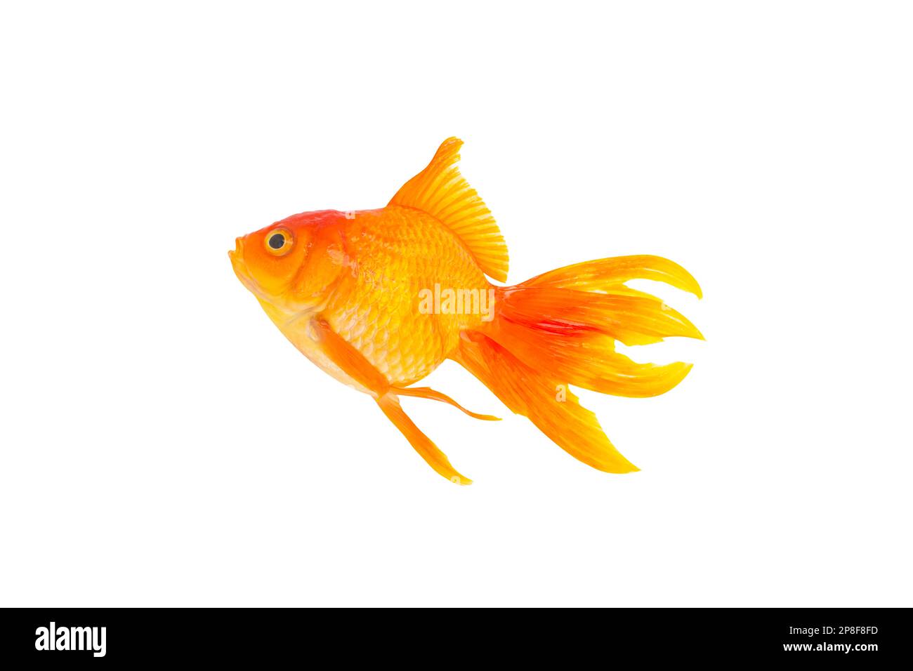 Asian goldfish isolated on white background with clipping path Stock Photo
