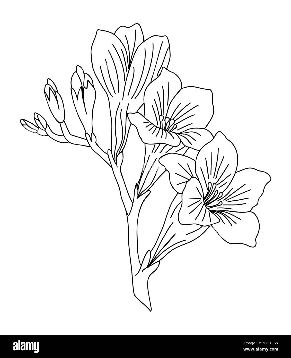 Gladiolus flowers | Flower leg tattoos, Flower tattoo, Floral thigh tattoos
