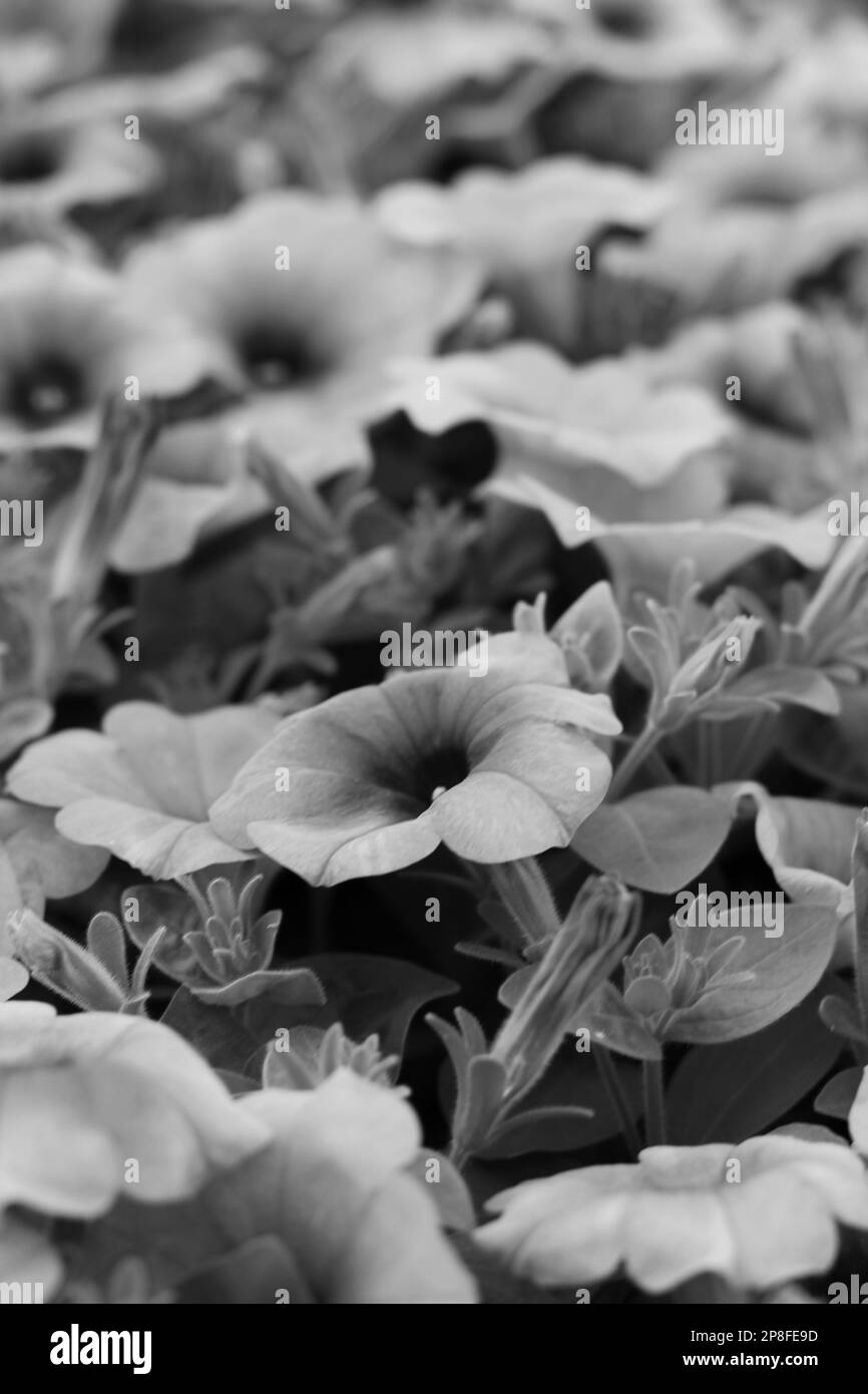 Beautiful summer geraniums growing in the flower garden in a black and