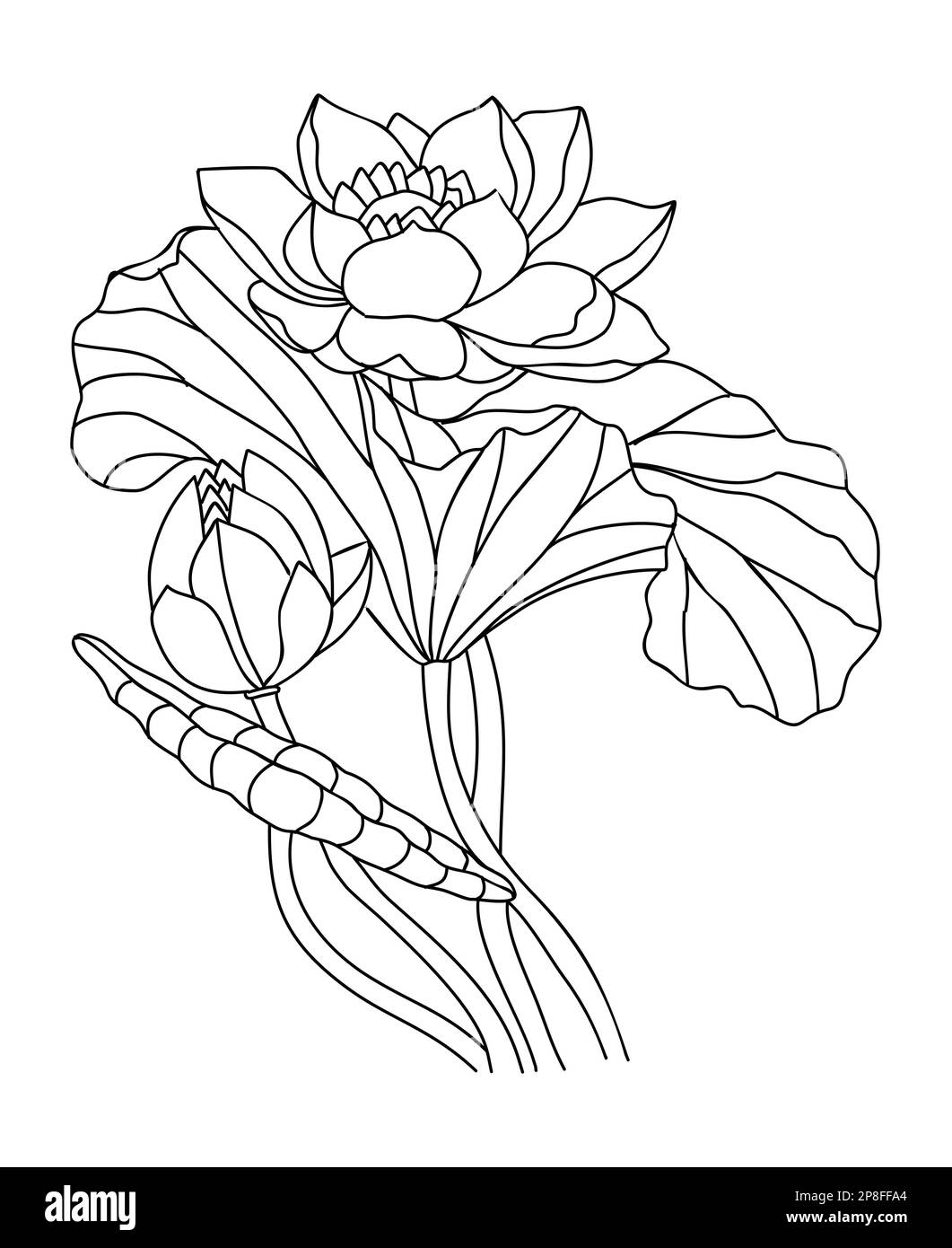 Lotus Water Lily July birth month flower line art Stock Vector Image