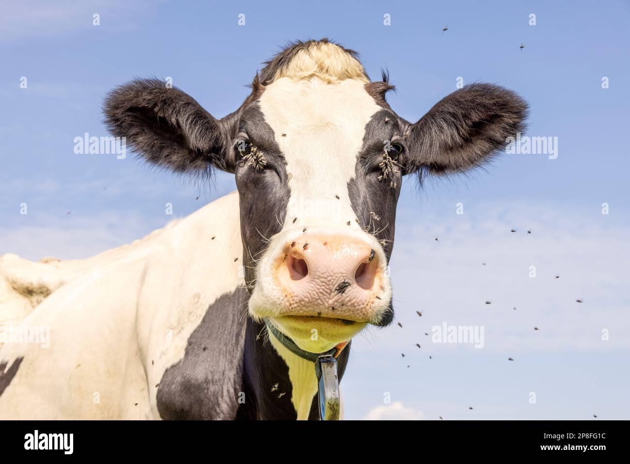 Cow and fly, buzzing and flying and in eyes, cute and calm black and white face, large pink nose and looking Stock Photo