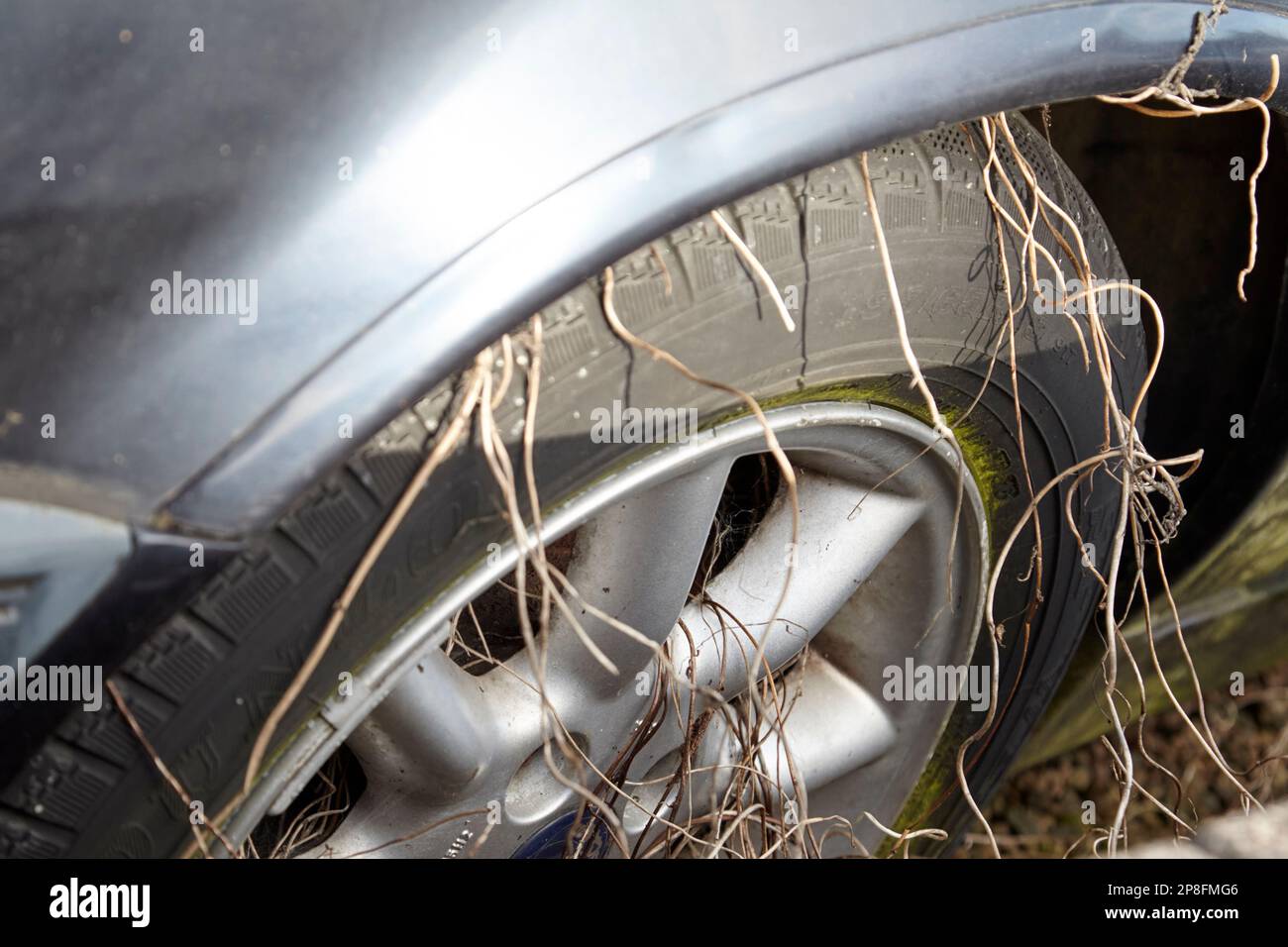 old weed vegetation growth on wheel and tyre of old abandoned barn find car Belfast Northern Ireland UK Stock Photo