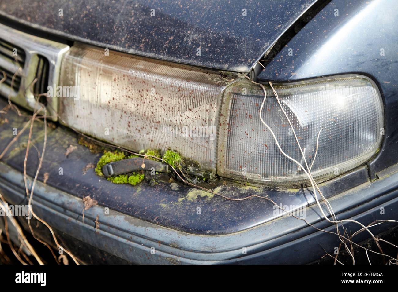 moss and weed vegetation growth on headlight of old abandoned barn find car Belfast Northern Ireland UK Stock Photo