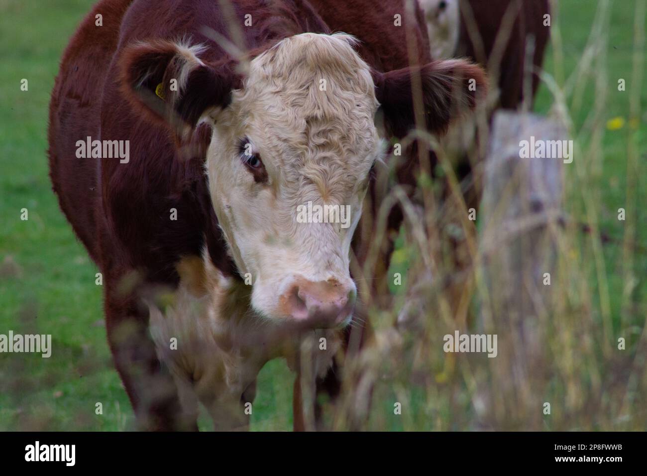 Hereford cow face close up Stock Photo - Alamy