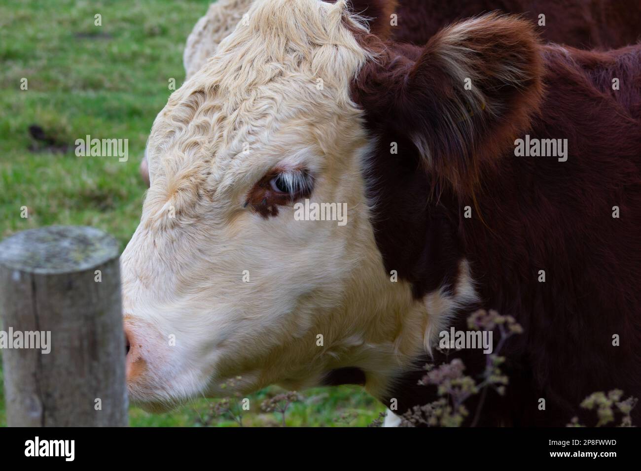 Hereford cow face close up Stock Photo Alamy