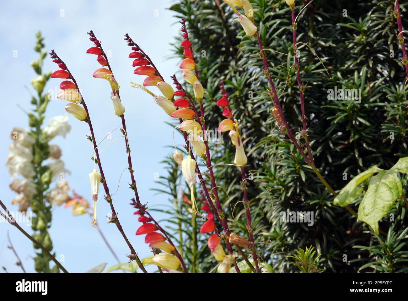 Red/Yellow/Cream Climber Ipomoea lobata (Spanish Flag) Flowering Vine grown at RHS Garden Harlow Carr, Harrogate, Yorkshire. England, UK. Stock Photo