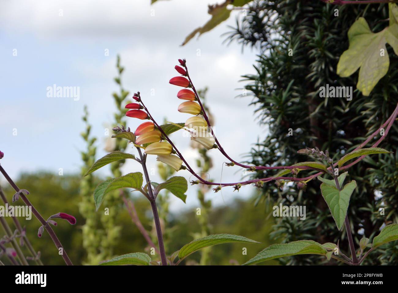 Red/Yellow/Cream Climber Ipomoea lobata (Spanish Flag) Flowering Vine grown at RHS Garden Harlow Carr, Harrogate, Yorkshire. England, UK. Stock Photo