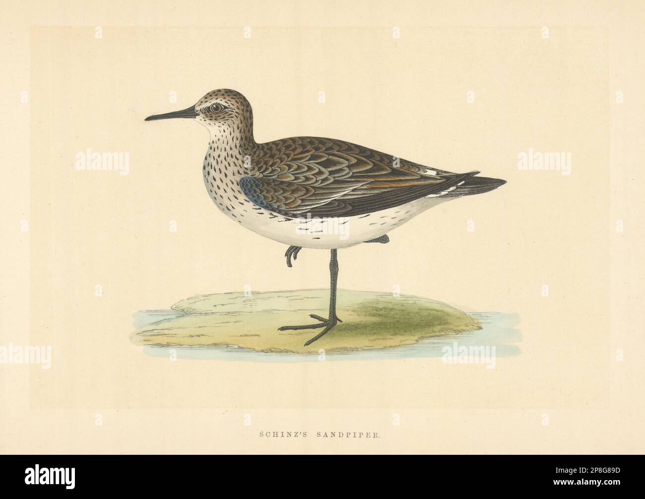 Schinz's Sandpiper. Morris's British Birds. Antique colour print 1868 Stock Photo