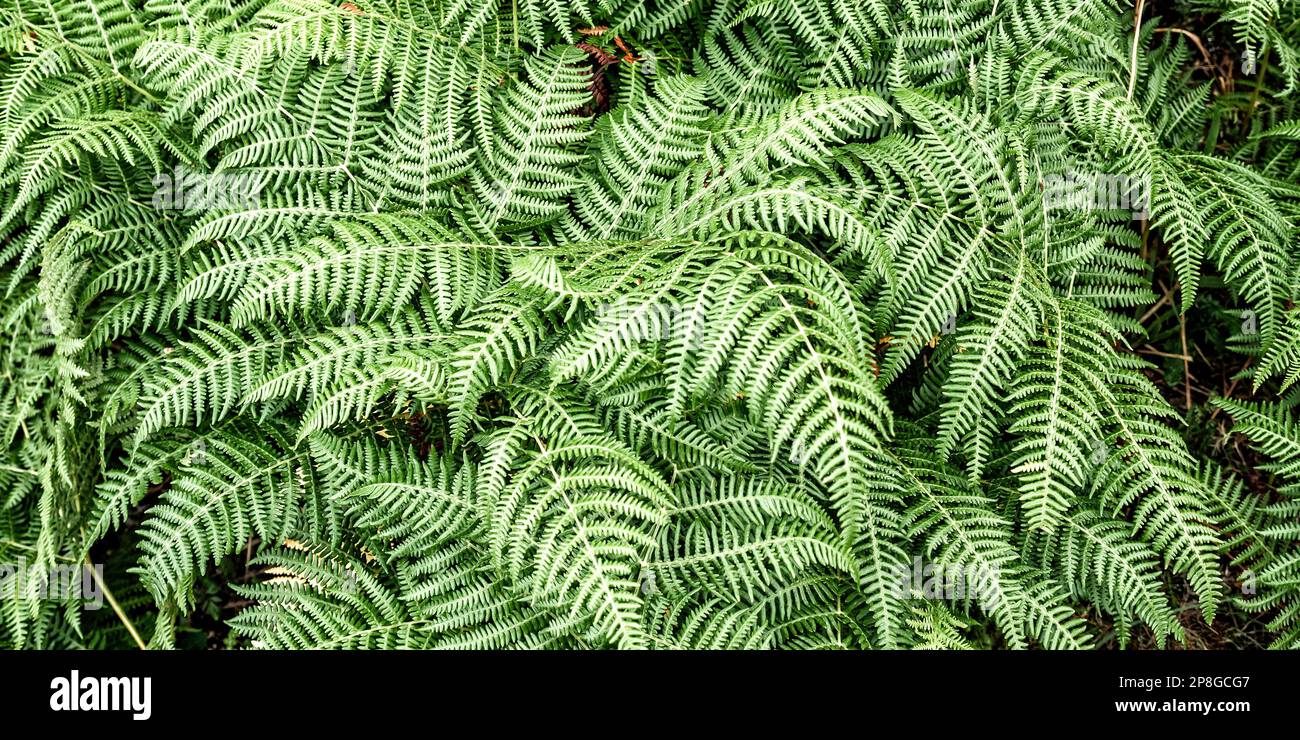 Dense Vegetation View of Fern Leaves at the Forest Textured Background Stock Photo