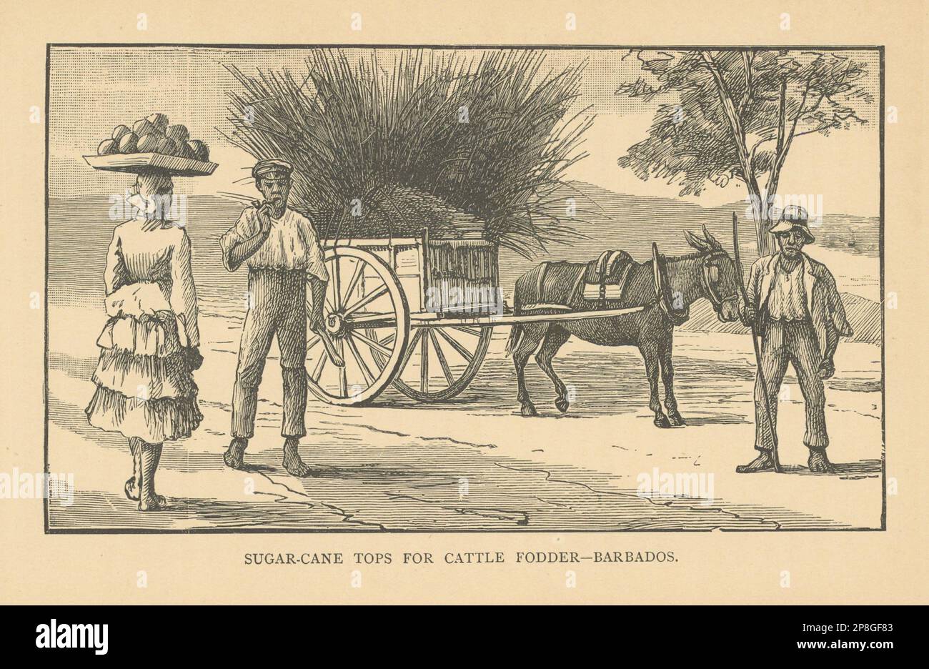 https://c8.alamy.com/comp/2P8GF83/sugar-cane-tops-for-cattle-fodder-barbados-1889-old-antique-print-picture-2P8GF83.jpg