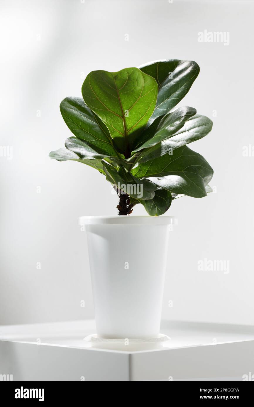 Fiddle fig or Ficus lyrata in white plastic pot on white table. Stock Photo