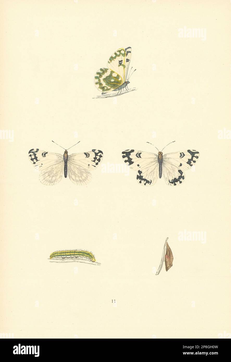 BRITISH BUTTERFLIES. Chequered White. MORRIS 1893 old antique print picture Stock Photo