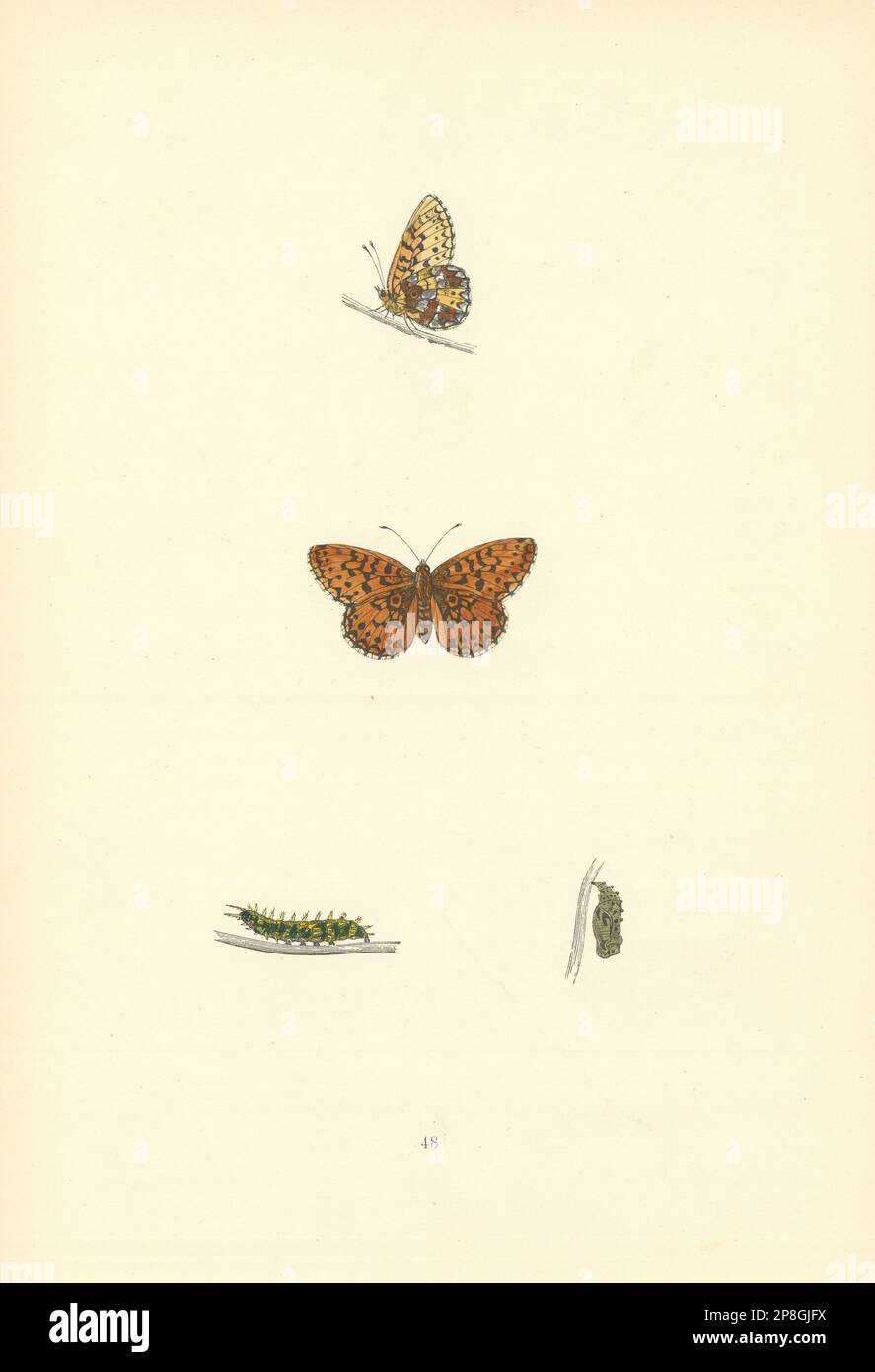 BRITISH BUTTERFLIES. Small Pearl-bordered Fritillary. MORRIS 1893 old print Stock Photo