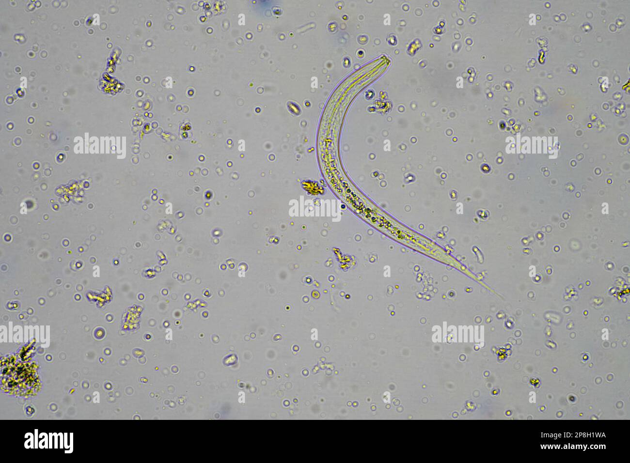 and soil biology, with nematodes and fungi under the