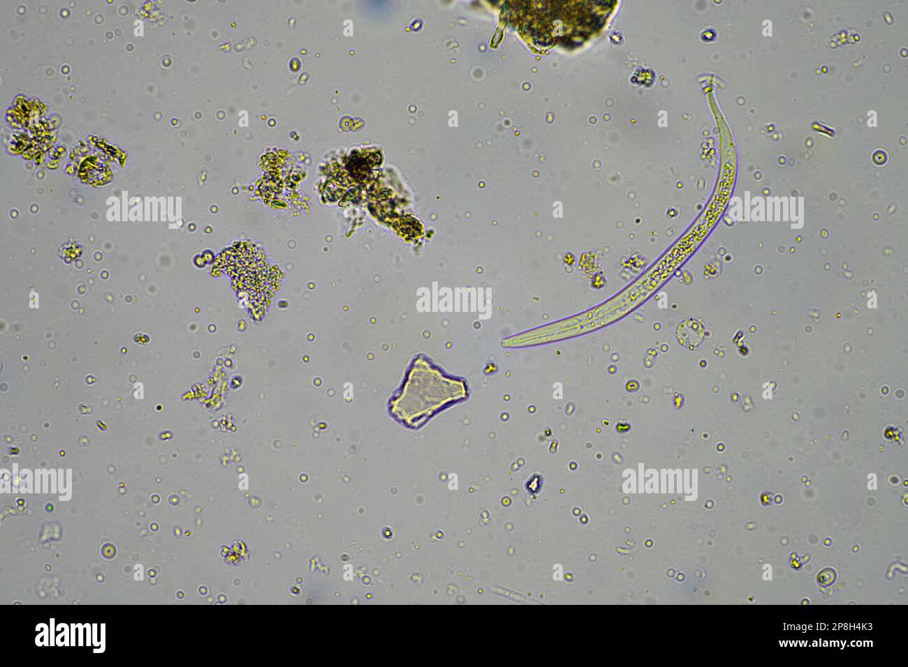 and soil biology, with nematodes and fungi under the