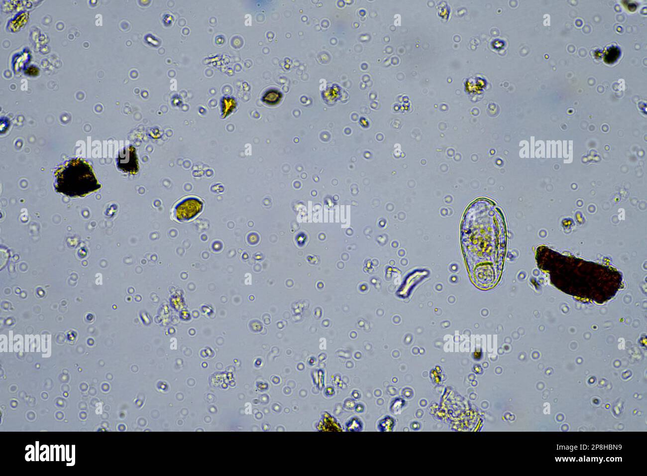and soil biology, with nematodes and fungi under the