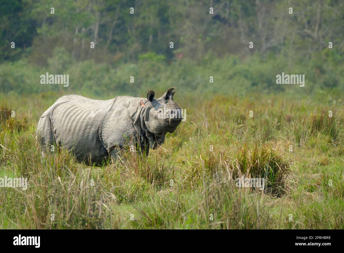 Great Indian Rhino, Rhinoceros unicornis, stands proudly in grassland cautious observing for tigers. Kaziranga National Park, Assam, India Stock Photo