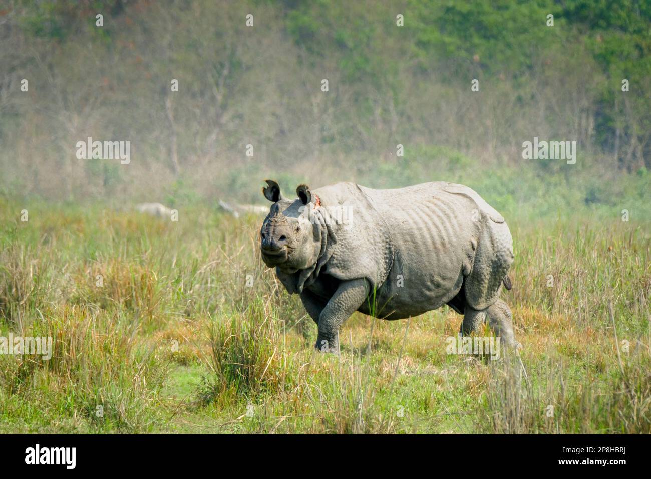 Great Indian Rhino, Rhinoceros unicornis, stands proudly in grassland cautious observing for tigers. Kaziranga National Park, Assam, India Stock Photo