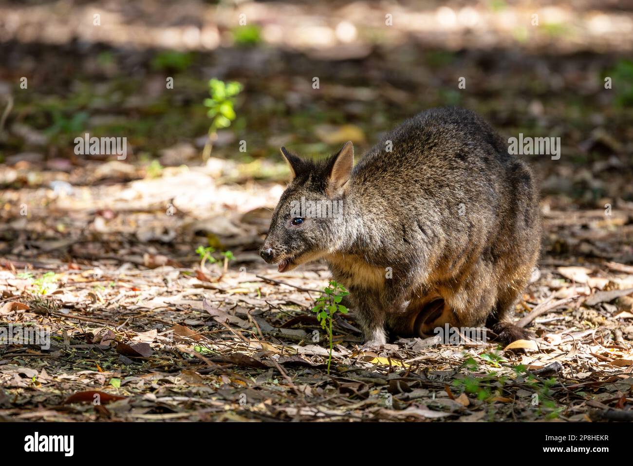 A Tasmanian pademelon, thylogale billardierii, also known as the rufous-bellied or red-bellied pademelon, is the sole species of pademelon found in Ta Stock Photo