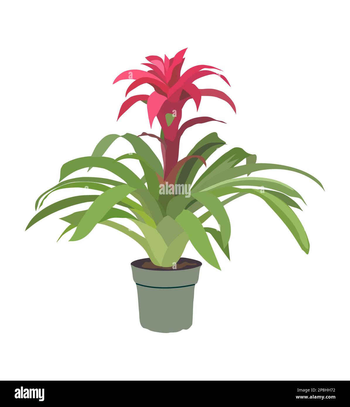 House Plant Bromeliad Guzmania Vector Art Drawing Stock Vector Image house-plant-bromeliad-guzmania-vector-art-drawing-stock-vector-image