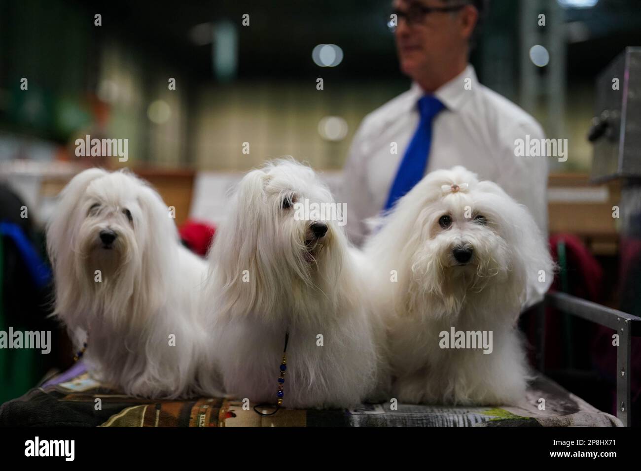 Coton de Tulear dogs are groomed during the first day of the Crufts Dog Show at the Birmingham National Exhibition Centre (NEC). Picture date: Thursday March 9, 2023. Stock Photo