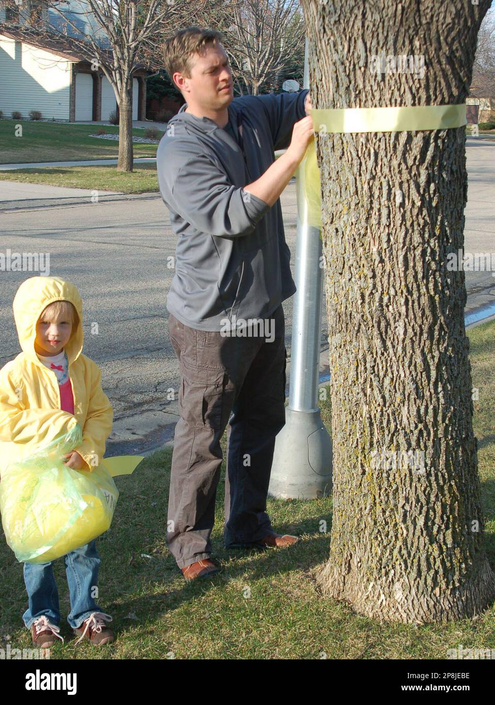 Arrick Olson and his daughter, Evie, tie ribbons around trees in north  Fargo, N.D., Tuesday, April 21, 2009, in support of Roxana Saberi. Saberi,  who grew up in Fargo, was convicted of