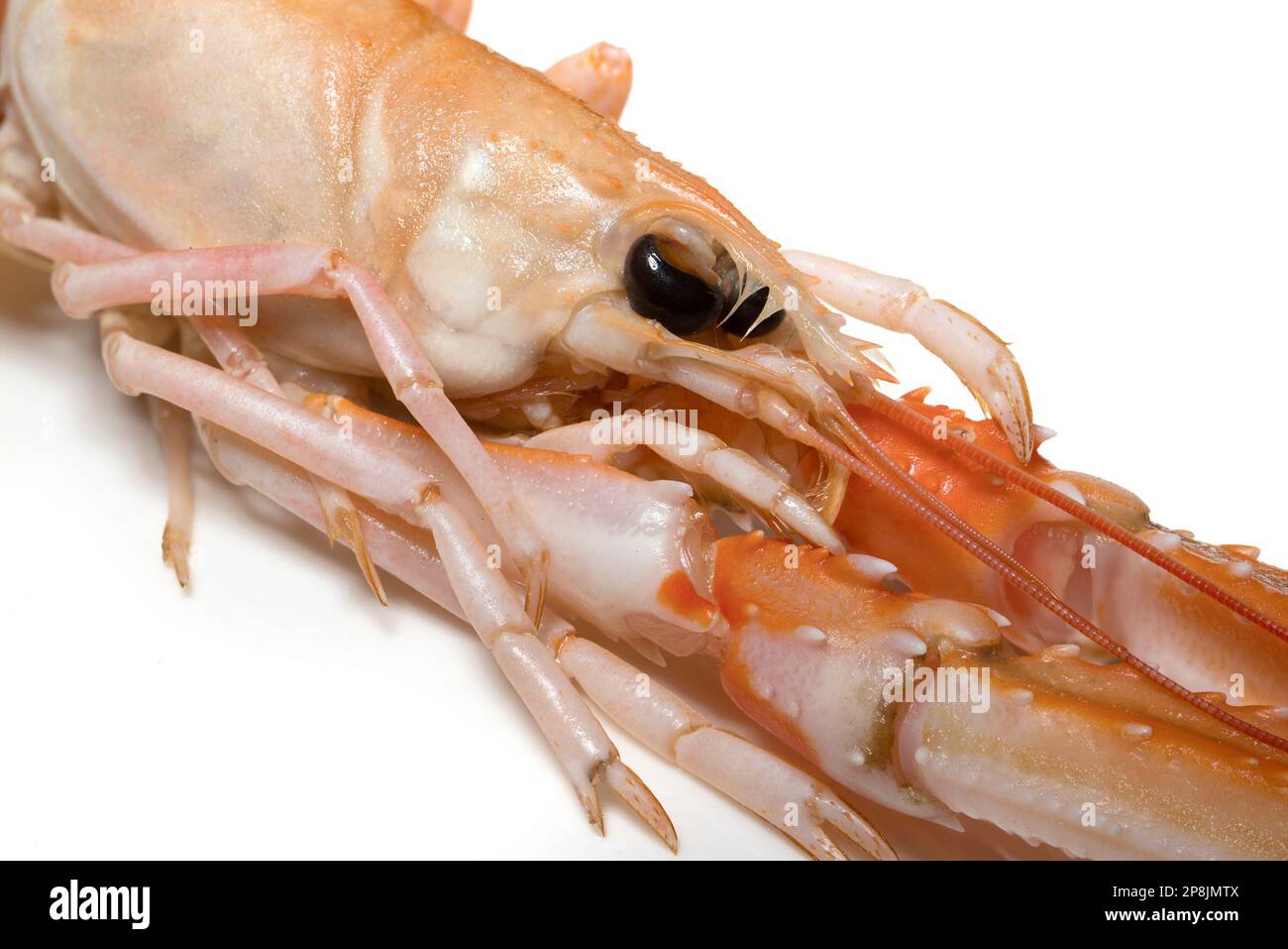 Raw Langoustine/ Norway Lobster / Dublin Bay Prawn / Scampi (Nephrops norvegicus) Stock Photo