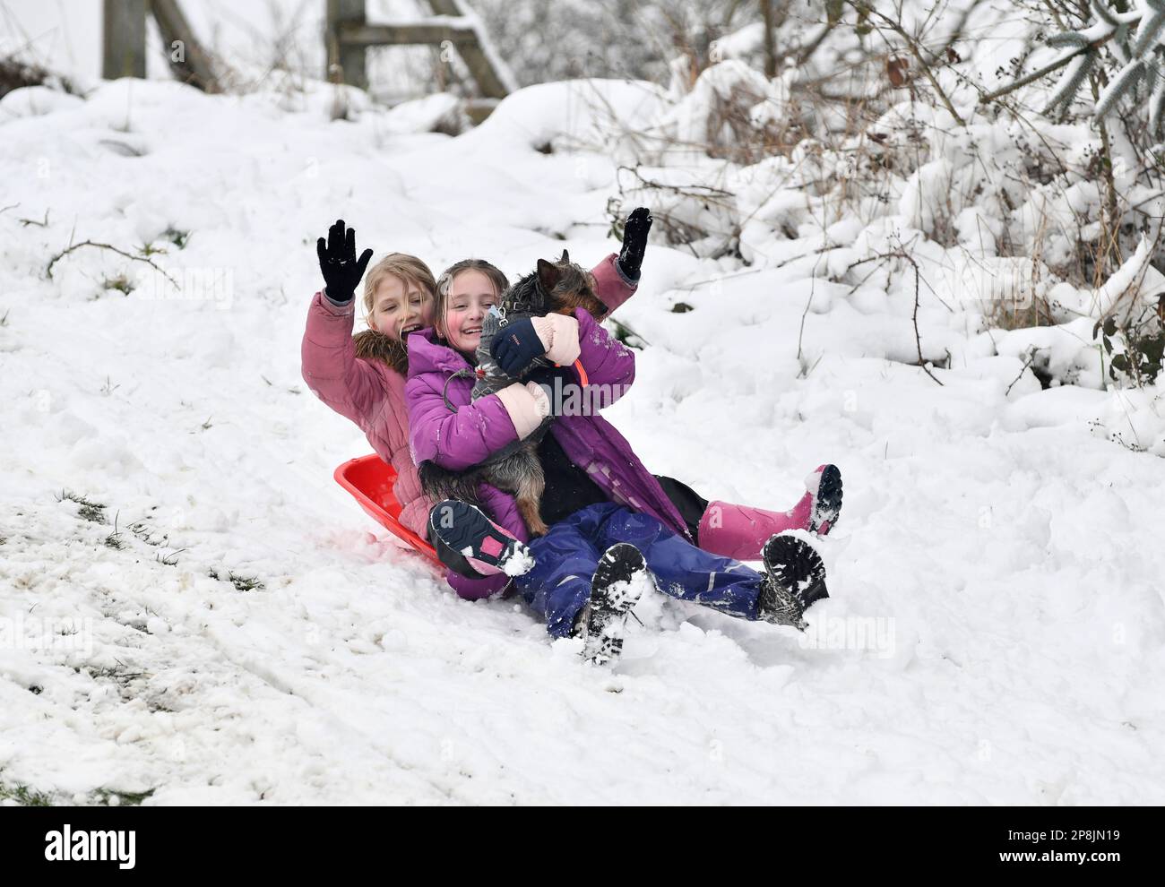 Fun in the Snow. Young girls sledging with their pet dog. Britain
