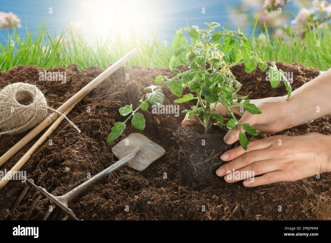Female hands planting a young tomato plant in the vegetable garden ...