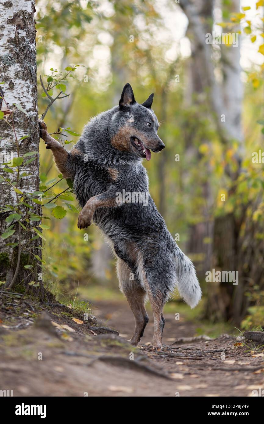 Australian cattle dog is trainig tricks. Blue heeler at nature. Stock Photo