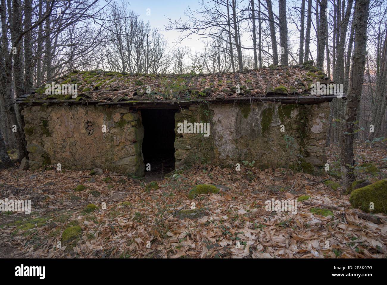 Abandoned ruined house in the middle of the forest in winter horizontal ...