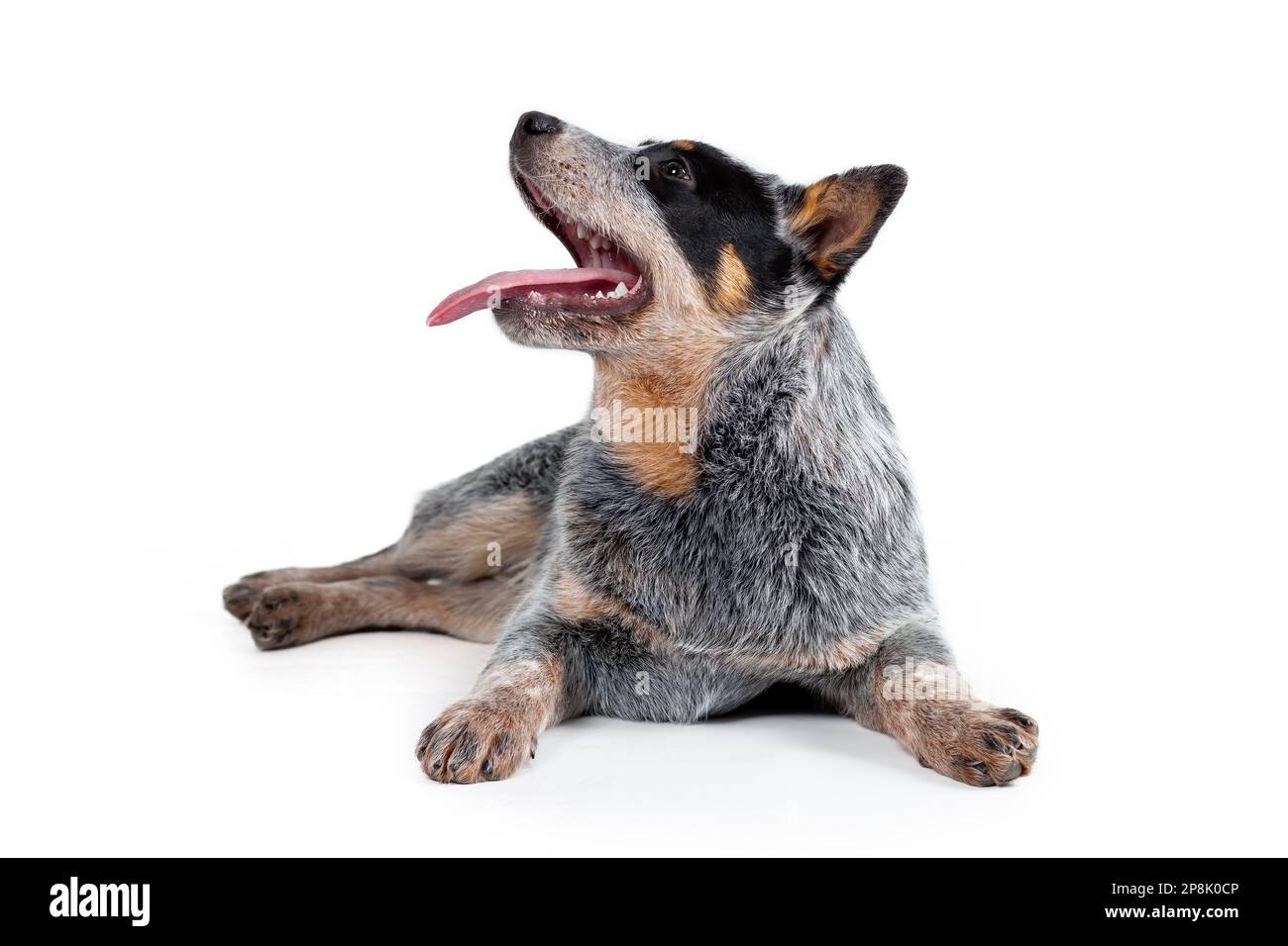 Cute happy blue heeler or australian cattle dog puppy with tongue out lying down isolated on white background. Profile view Stock Photo