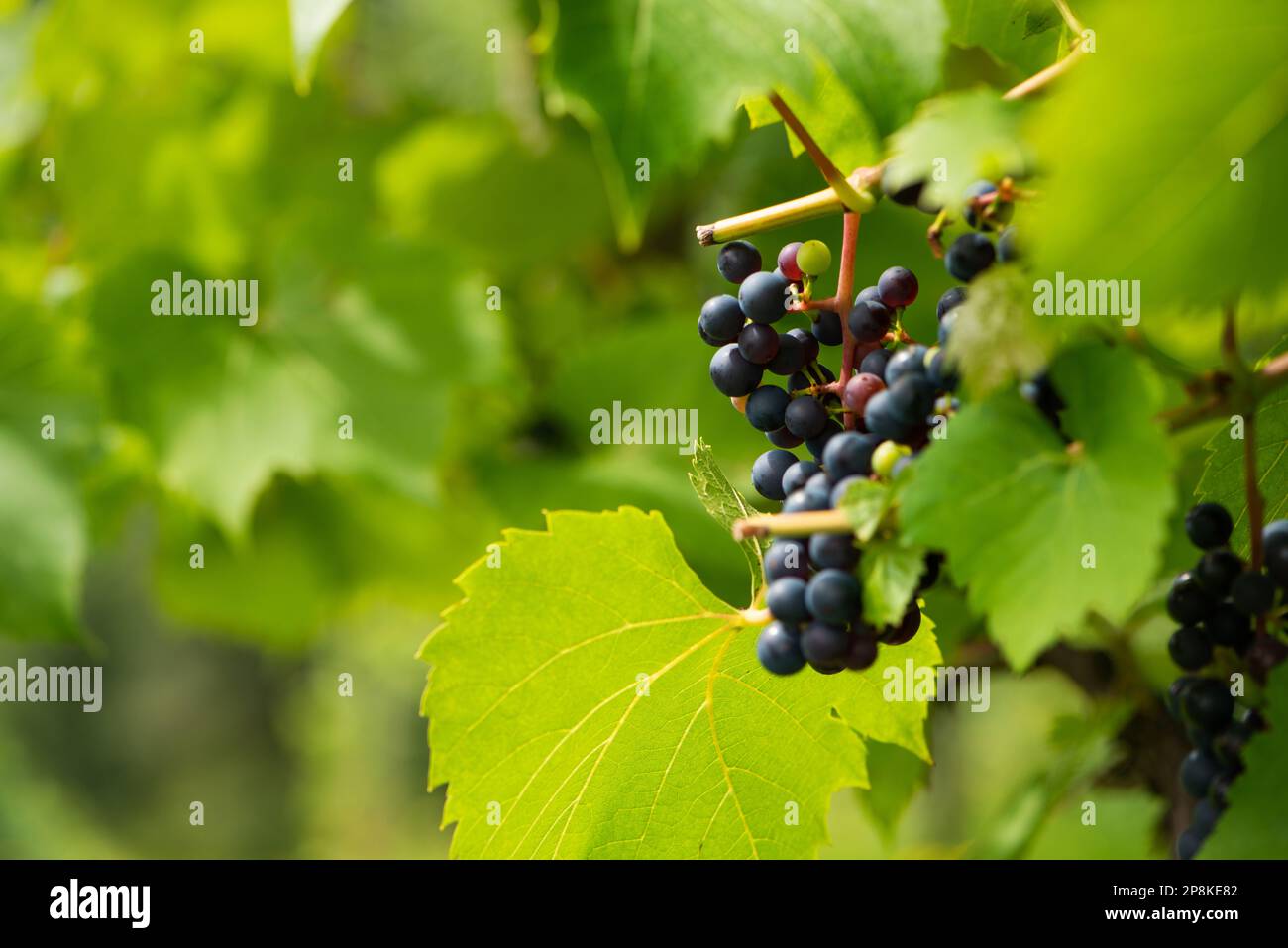 Grapes in the garden hi-res stock photography and images - Alamy