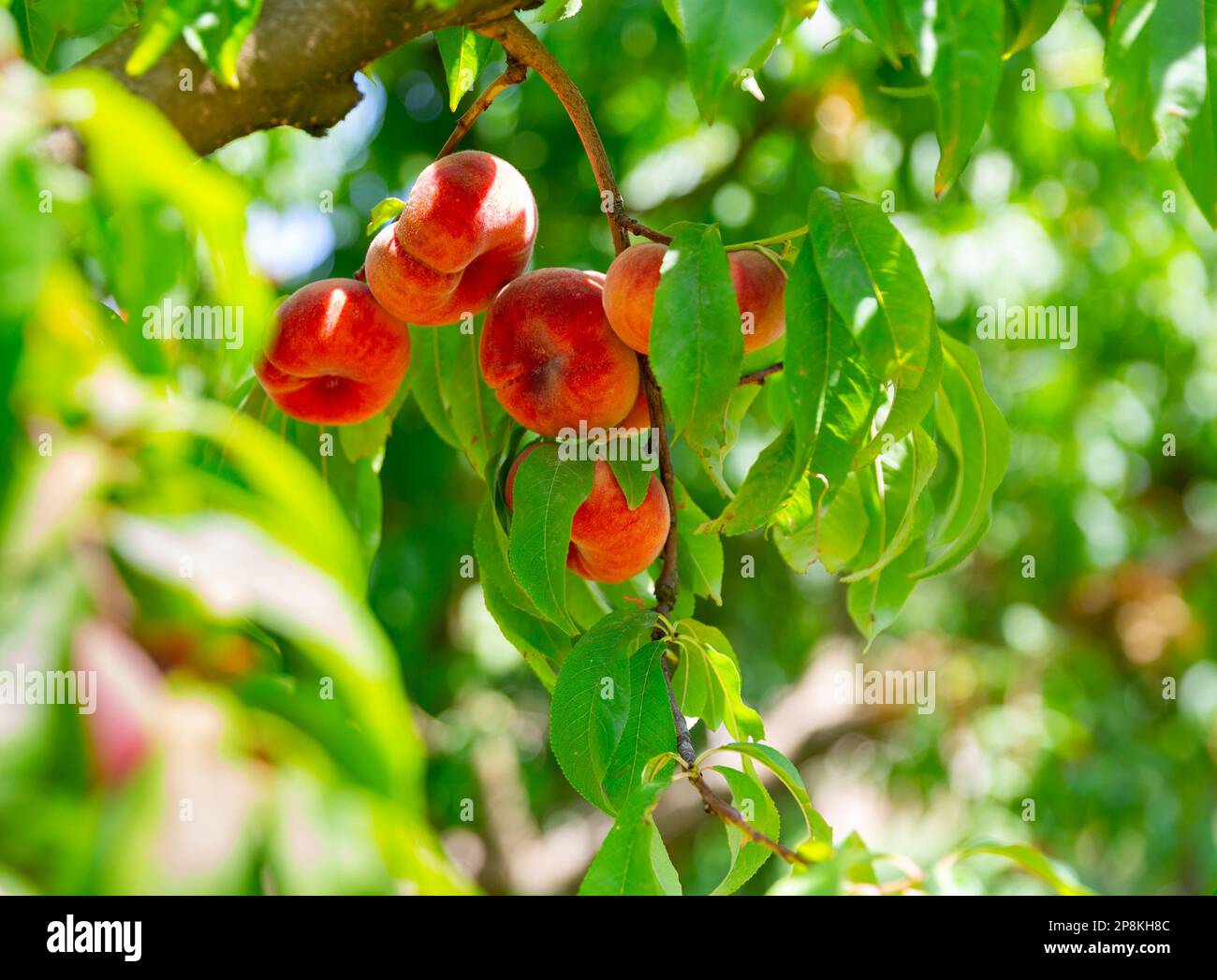 Ripe organic flat peaches growing on tree Stock Photo