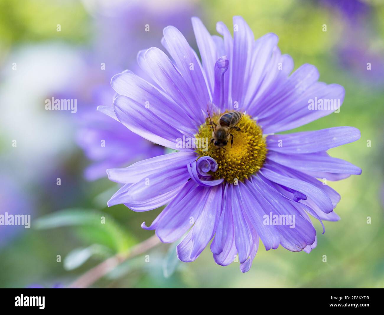 A closeup of a solitary bee perched atop a purple autumnal aster flower Stock Photo