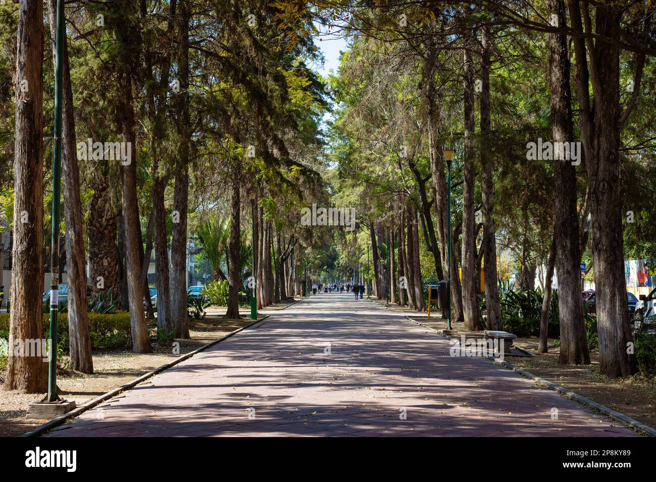 Tree lined street with dappled light in Polanco, Mexico City Stock