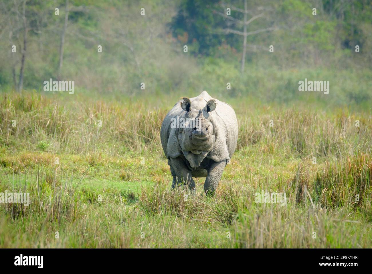 Great Indian Rhino, Rhinoceros unicornis, stands proudly in grassland cautiously observing for tigers. Kaziranga National Park, Assam, India Stock Photo