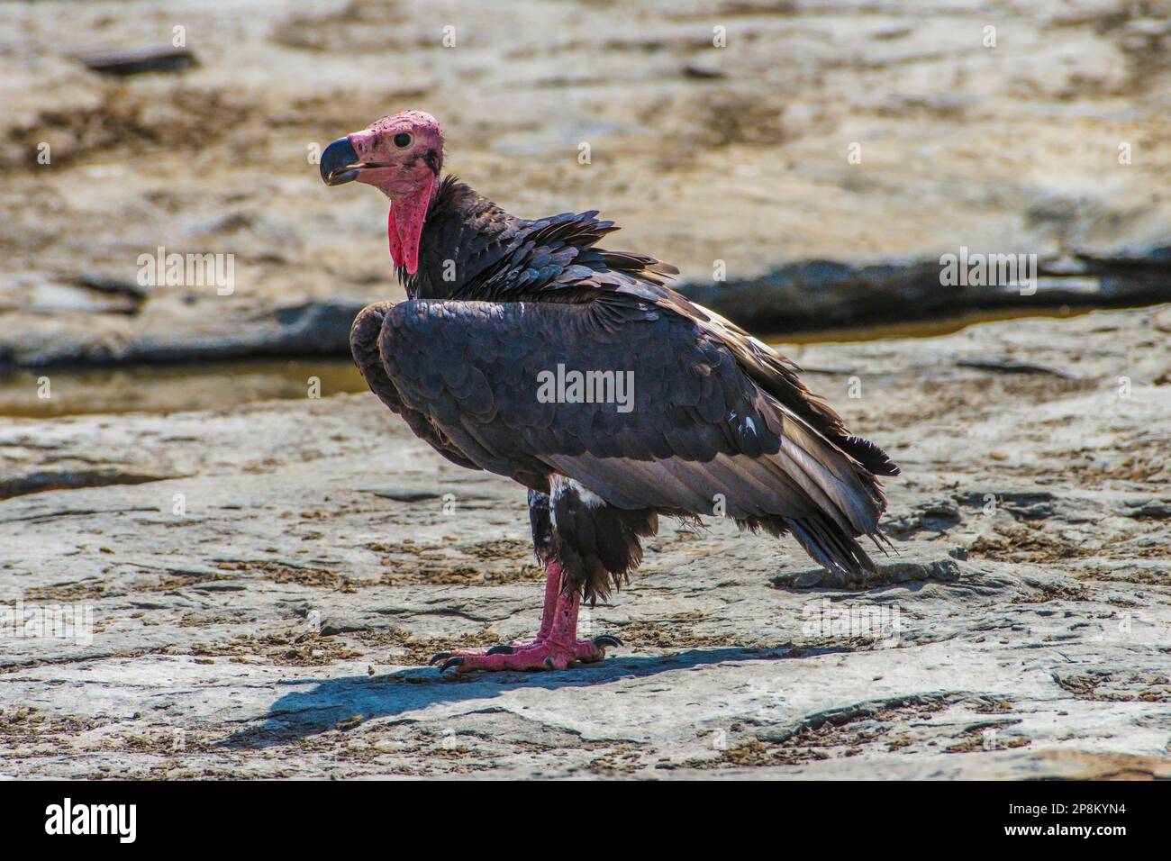 The red-headed vulture , Sarcogyps calvus, also known as the Asian king vulture, Indian black vulture, Panna National Park, Madhya Pradesh, India Stock Photo