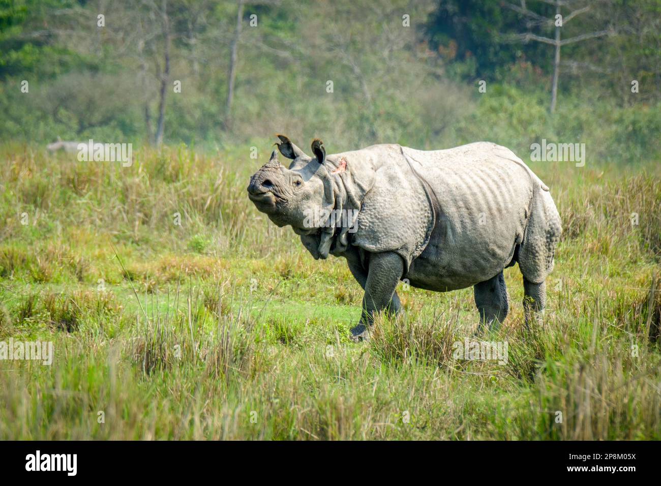 Great Indian Rhino, Rhinoceros unicornis, stands proudly in grassland cautiously observing for tigers. Kaziranga National Park, Assam, India Stock Photo
