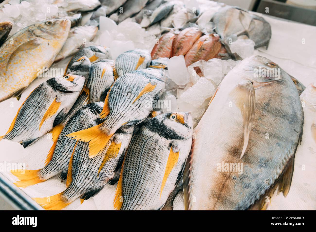 Fish At Store Fresh fish on display on ice on fishermen market store shop. Seafood ...