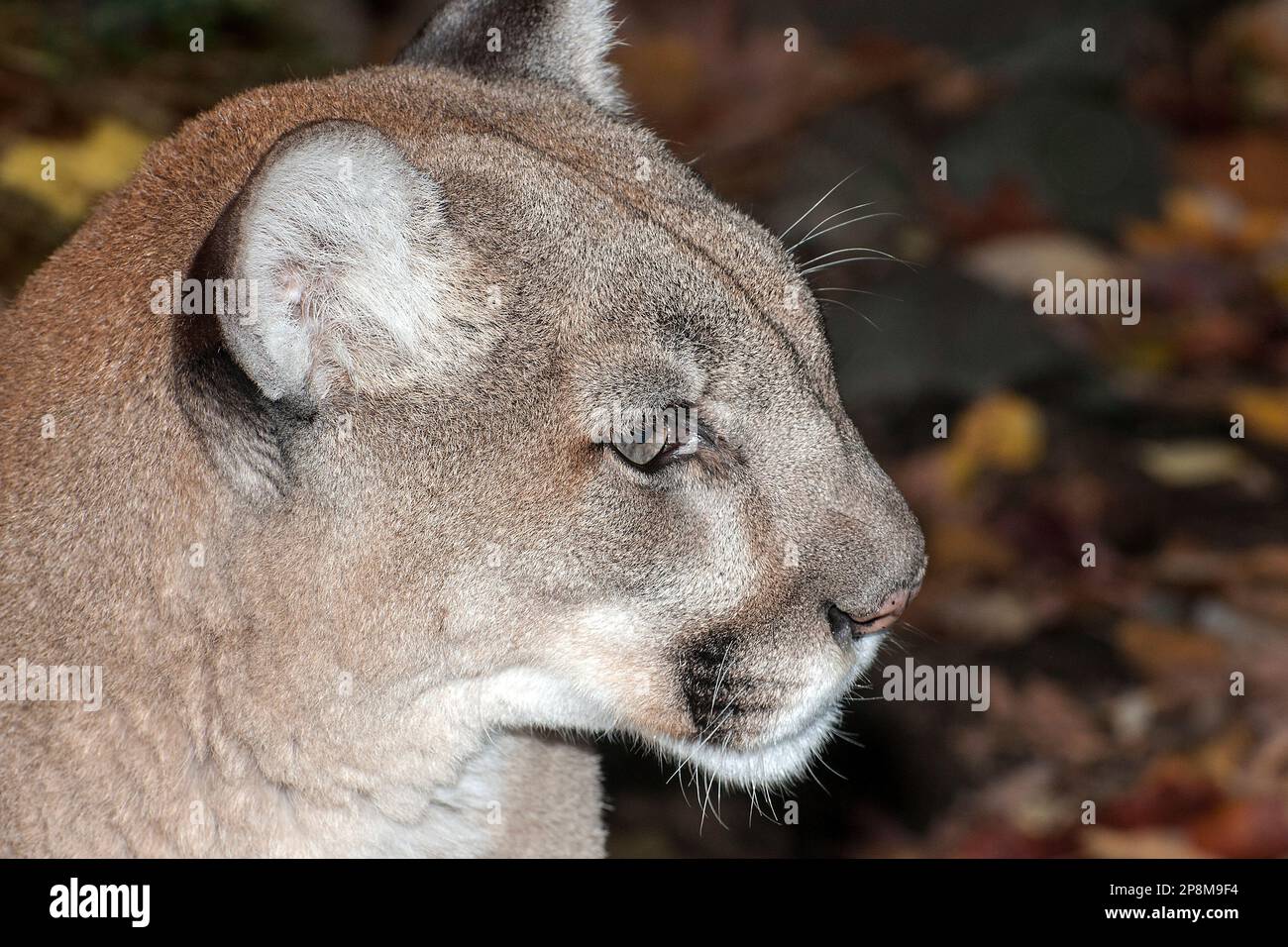 Mounatin lion close-up face side view. Stock Photo