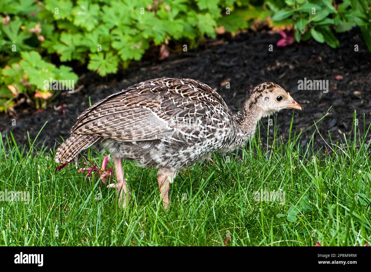 Eastern wild turkey female hires stock photography and images Alamy