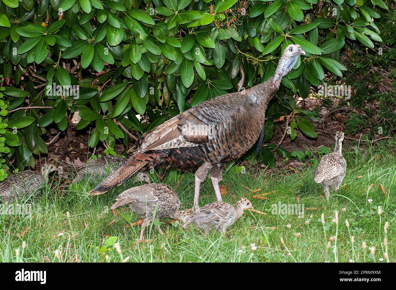 Eastern wild turkey hen with 6 46 week old poults in grassy front yard