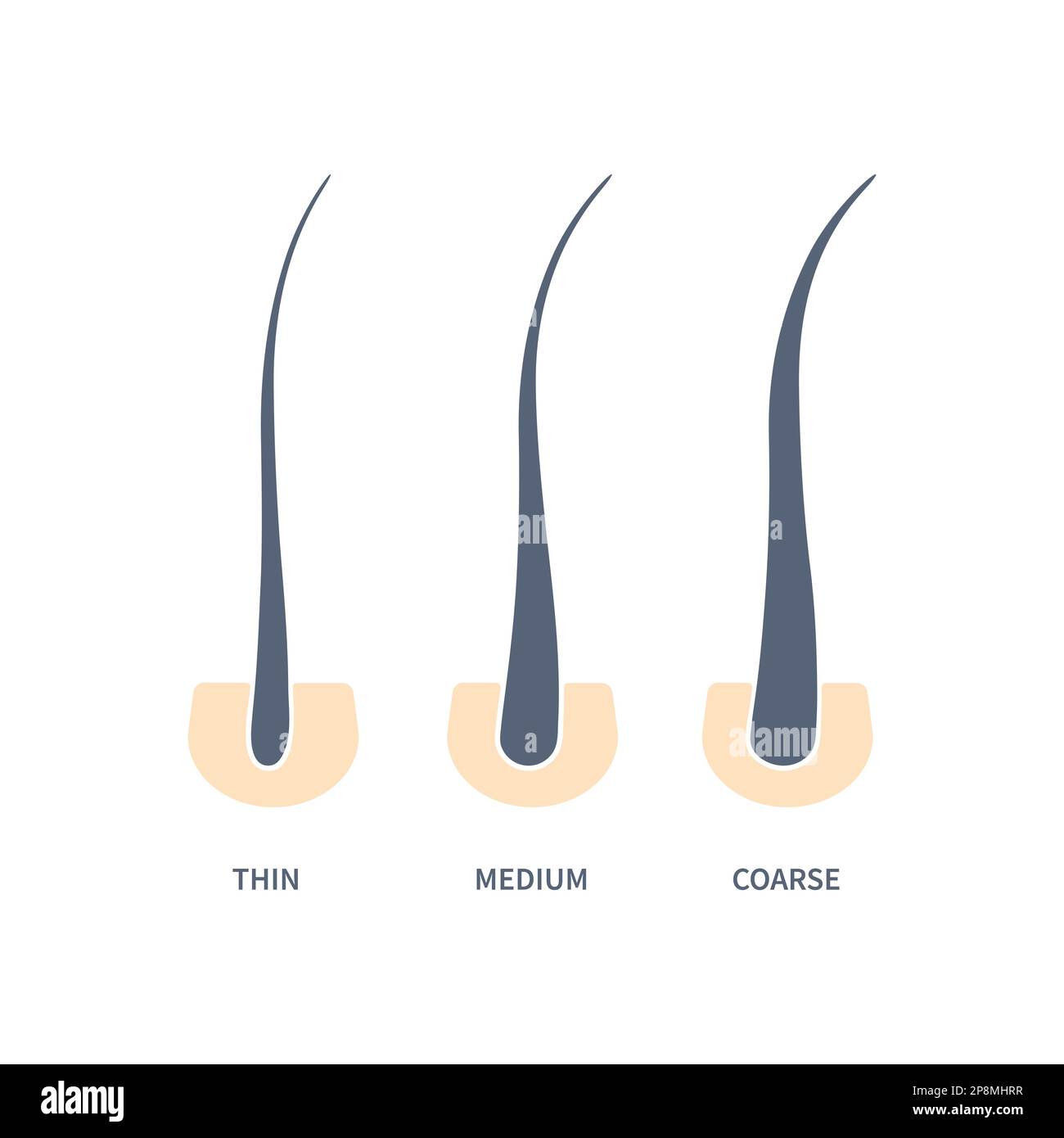 Hair thickness types in skin cross-section diagram Stock Vector